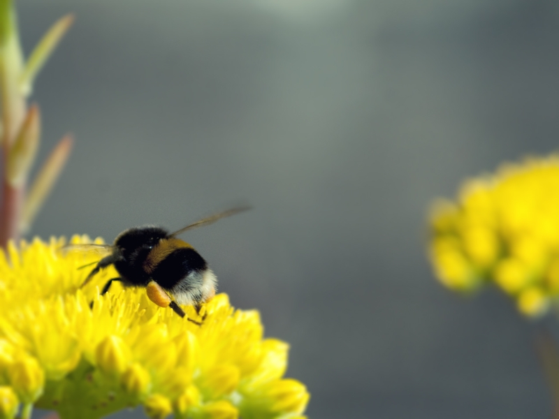 animals_02