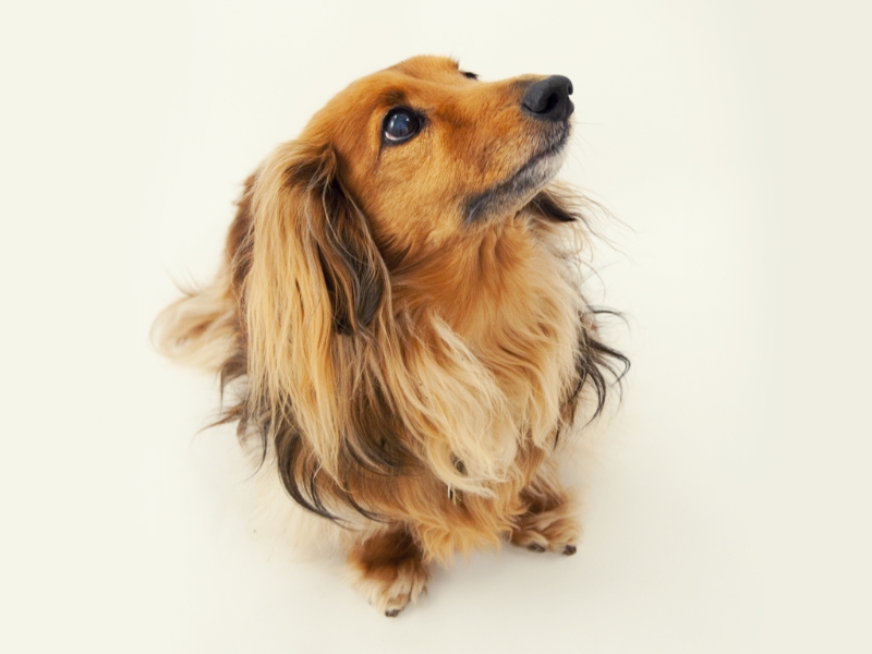 animals_03